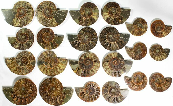 Lot: to Cut/Polished Ammonite Fossil - Pairs #117044